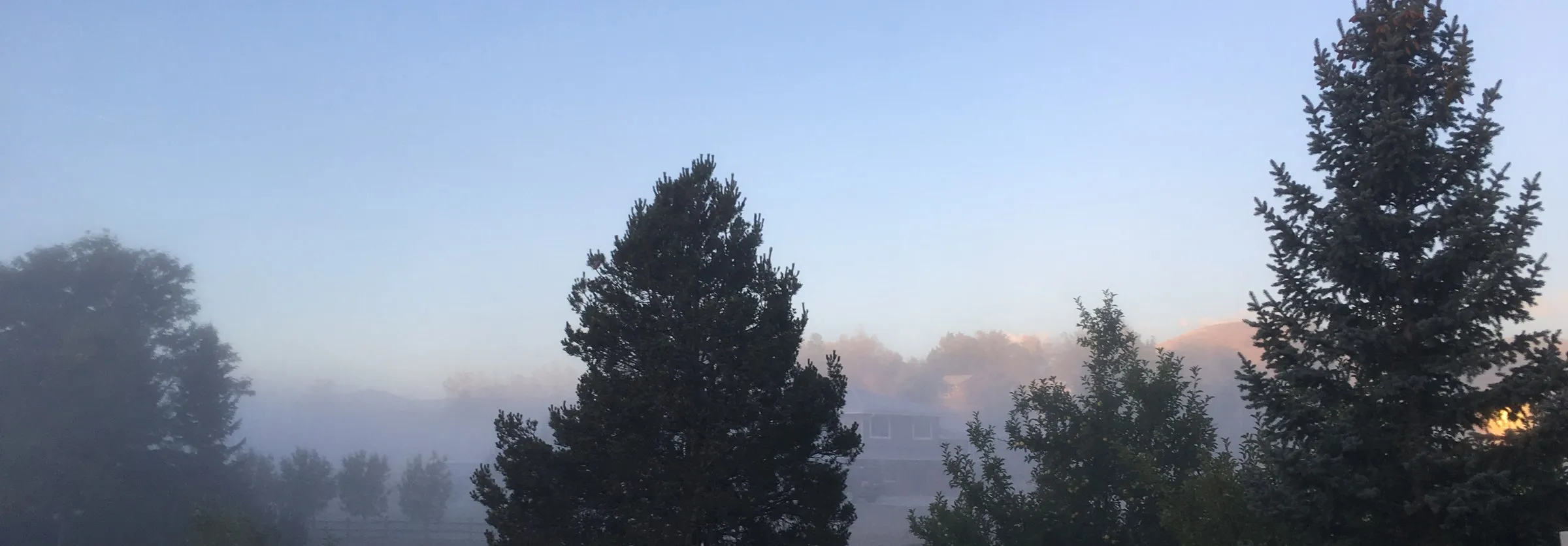 Morning mist over a line of evergreen trees at sunrise