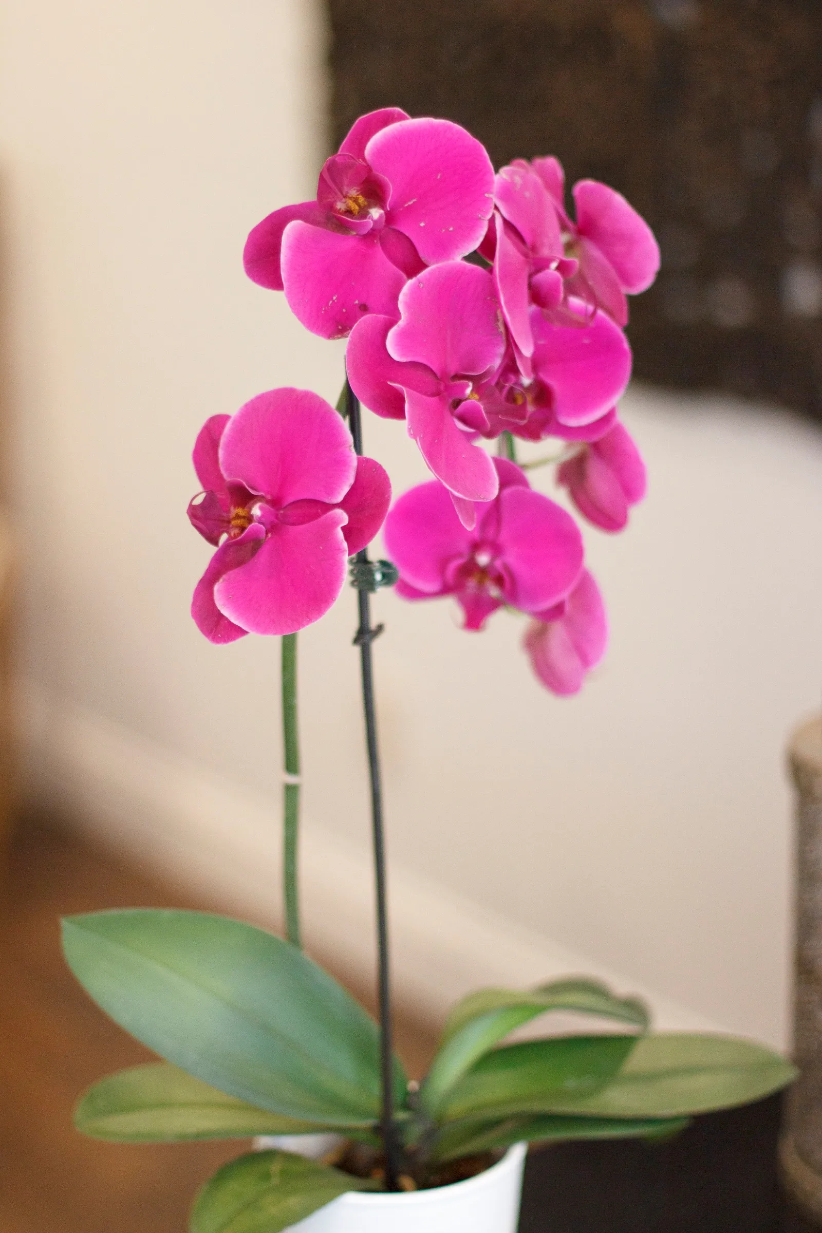 A pink orchid in a white pot in Janice Shayne's office